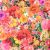Floramania